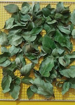 Kurutulmuş ,Defne yaprağı ,defneyaprağıkurusu