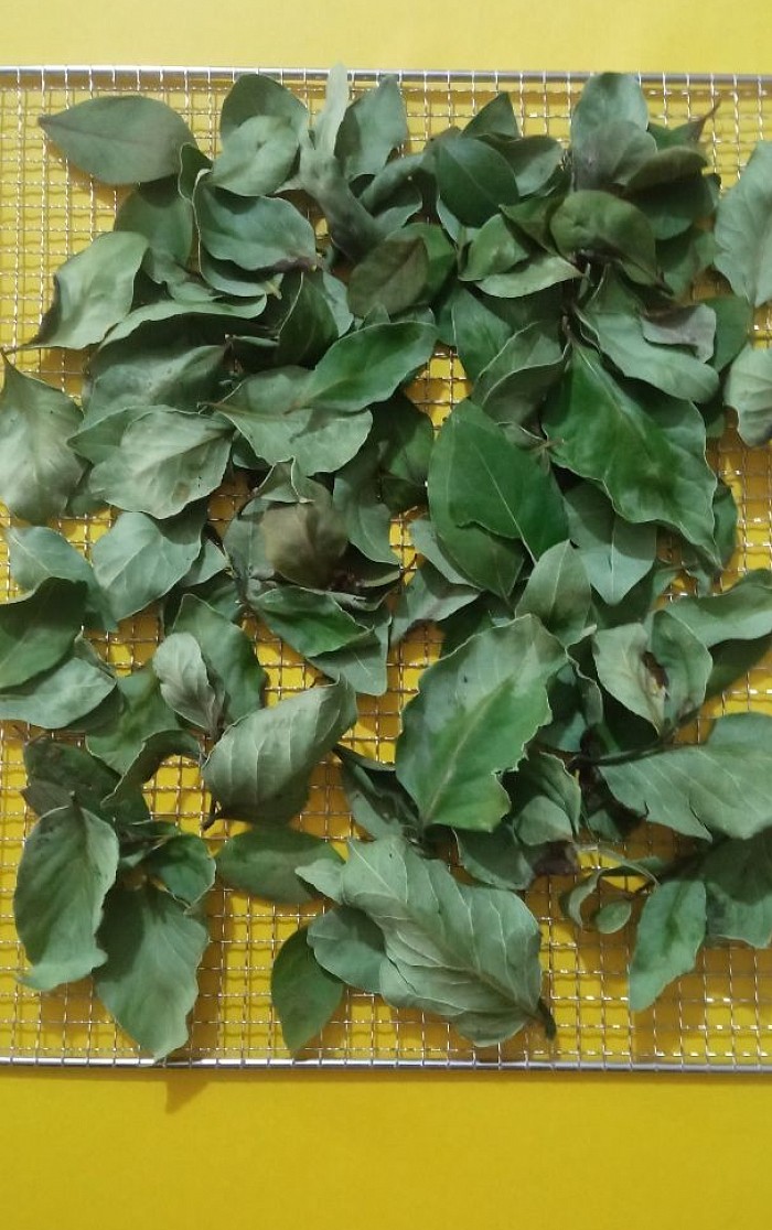 DEFNE yaprağı çayı